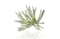 Camylle Sauna Opgietmiddel Camylle - Dennen 5 Camylle Sauna Opgietmiddel Camylle - Dennen -Hayward Verkoopwinkel camylle sauna opgietmiddel camylle dennen 1