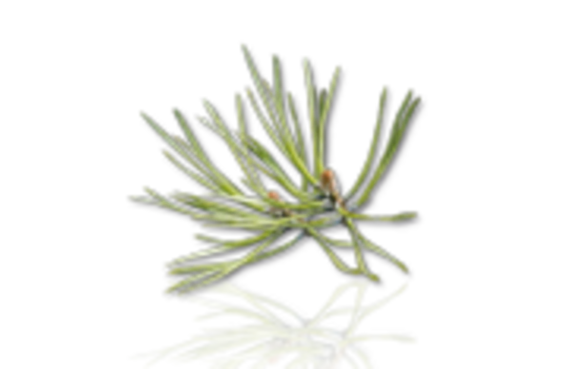 Camylle Sauna Opgietmiddel Camylle - Dennen 4 Camylle Sauna Opgietmiddel Camylle - Dennen - Afbeelding 2